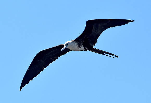 Magnificent frigatebird