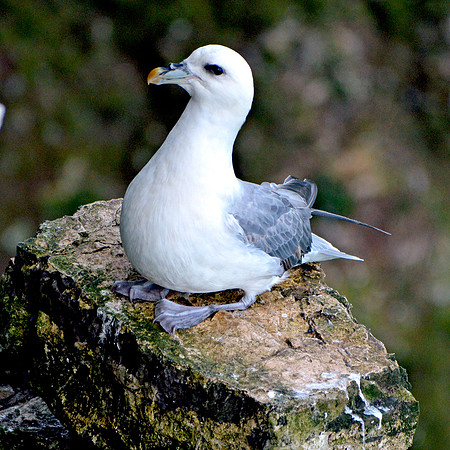 Fulmar