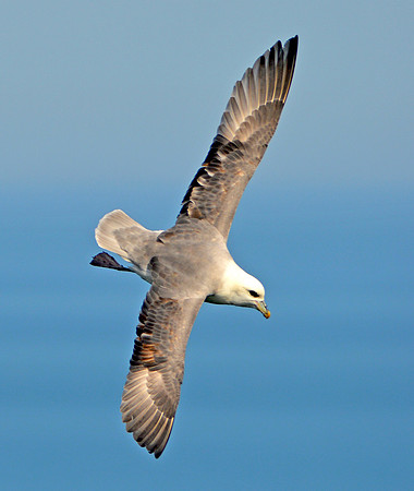 Fulmar