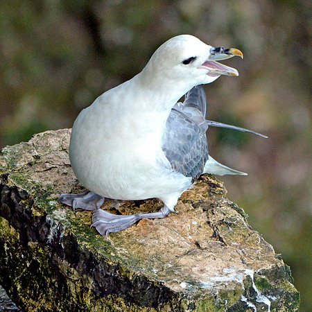 Fulmar