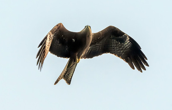 Black kite (Eastern – black eared)