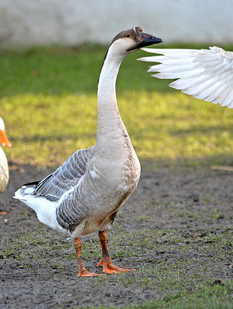 Chinese goose