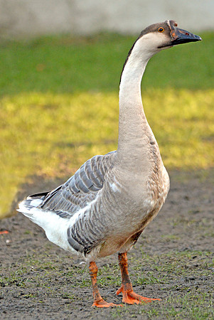 Chinese goose