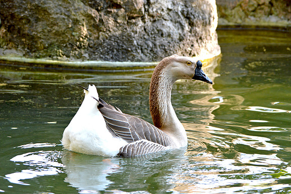 Chinese goose