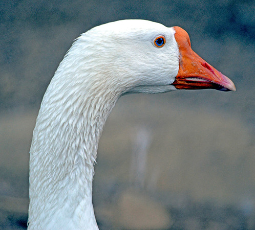 White Chinese goose