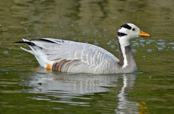 Bar headed goose