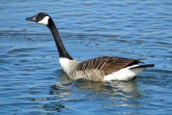 Canada goose
