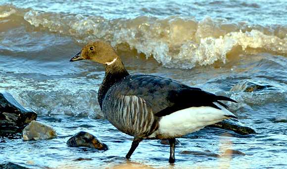 Brent goose
