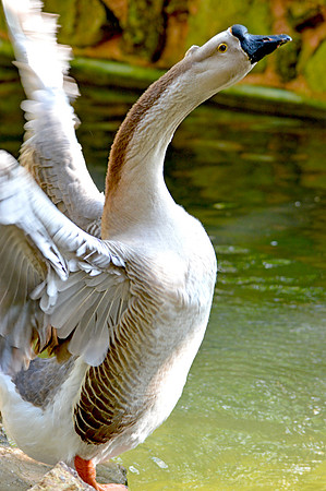 Chinese goose