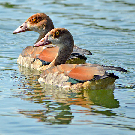 Egyptian goose
