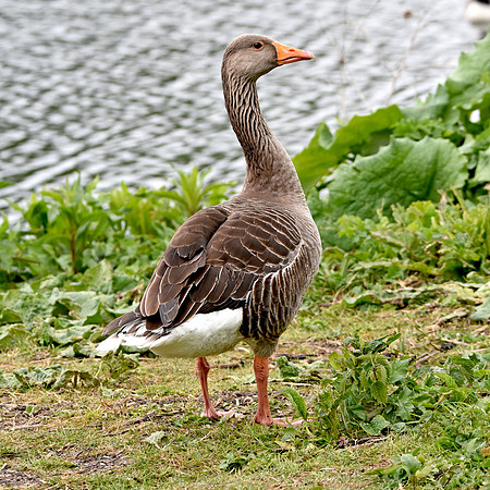Greylag goose