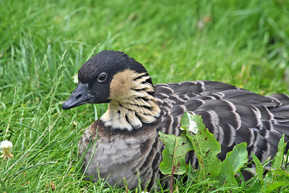 Hawaiian nene goose
