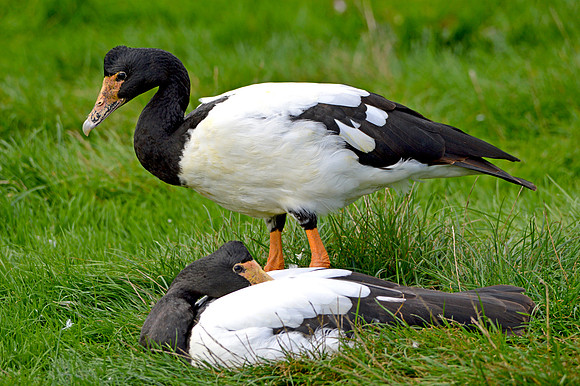 Magpie goose