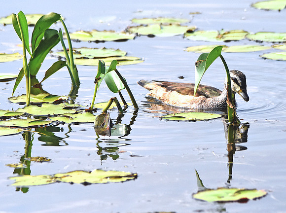 Pygmy goose