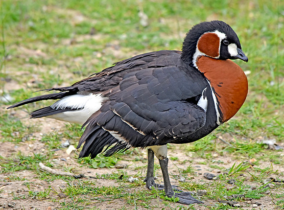 Red breasted goose