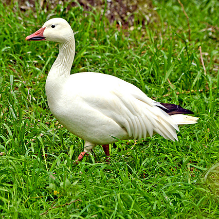 Snow goose