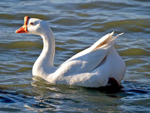 White Chinese goose