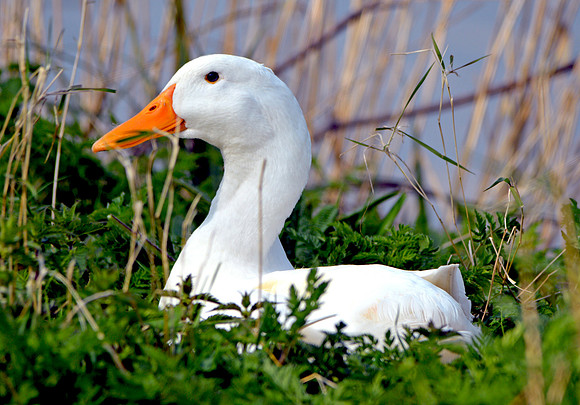 White Chinese goose