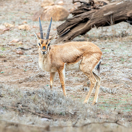 Chinkara / Indian gazelle