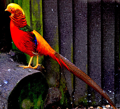 Golden pheasant