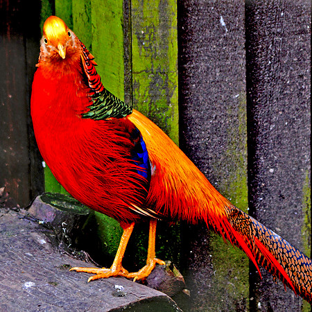 Golden pheasant