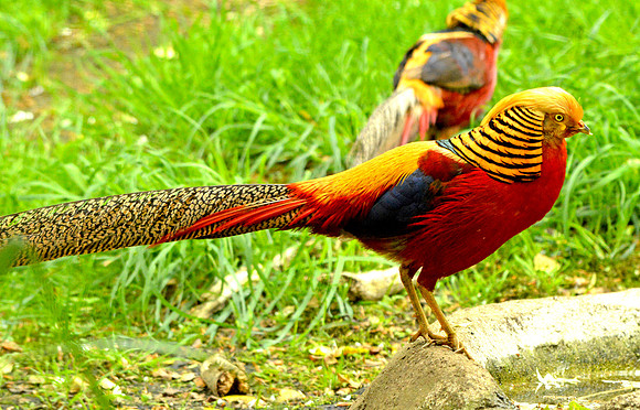 Golden pheasant