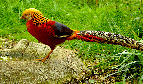 Golden pheasant