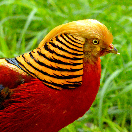 Golden pheasant