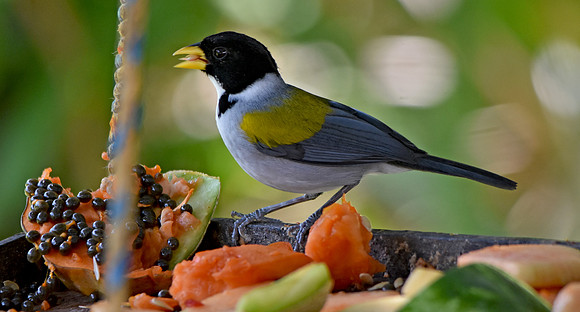 Golden winged sparrow