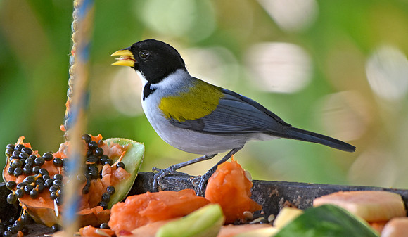 Golden winged sparrow