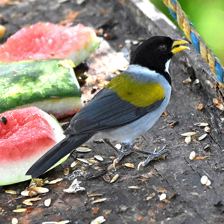 Golden winged sparrow