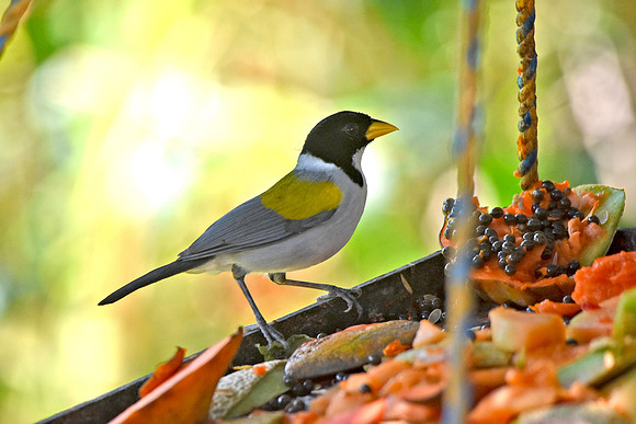 Golden winged sparrow