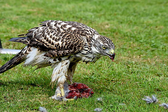 Juvenile Goshawk