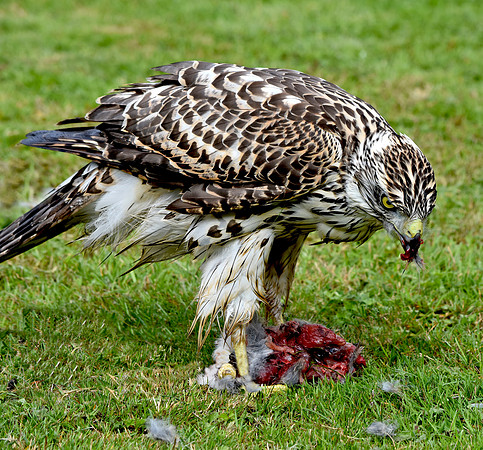 Juvenile Goshawk