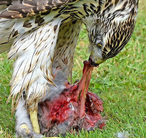 Juvenile Goshawk