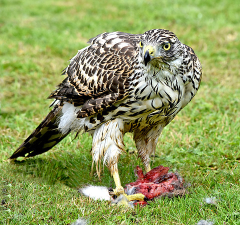 Juvenile Goshawk