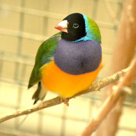 Black headed Gouldian finch