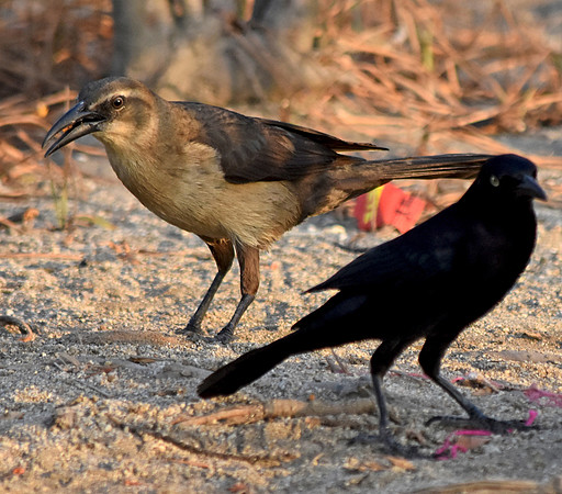 Carib grackle