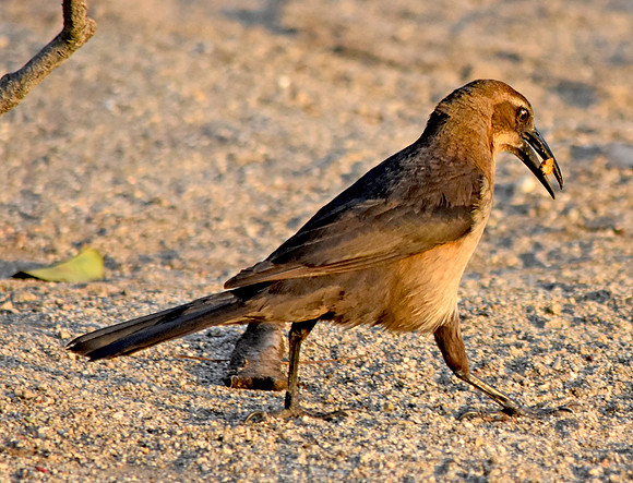 Carib grackle