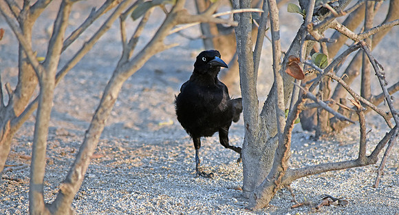 Carib grackle