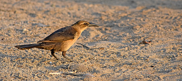 Carib grackle