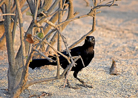 Carib grackle