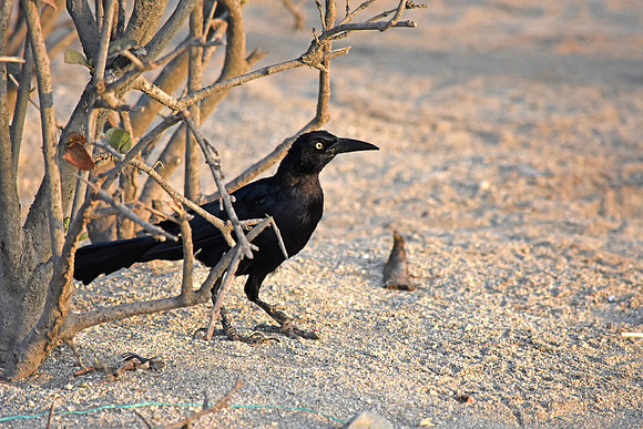 Carib grackle
