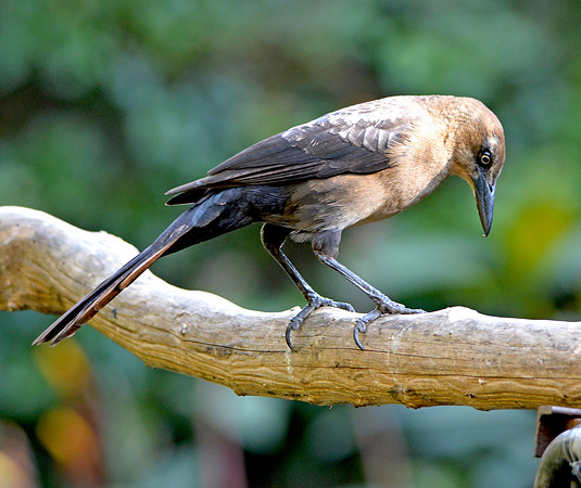 Great tailed grackle