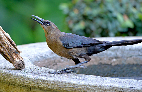 Great tailed grackle