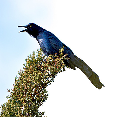 Great tailed grackle