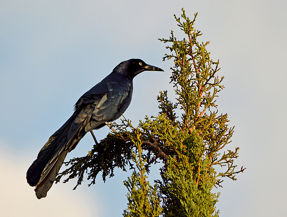 Great tailed grackle