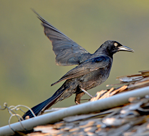 Great tailed grackle