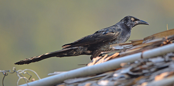 Great tailed grackle