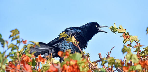 Great tailed grackle